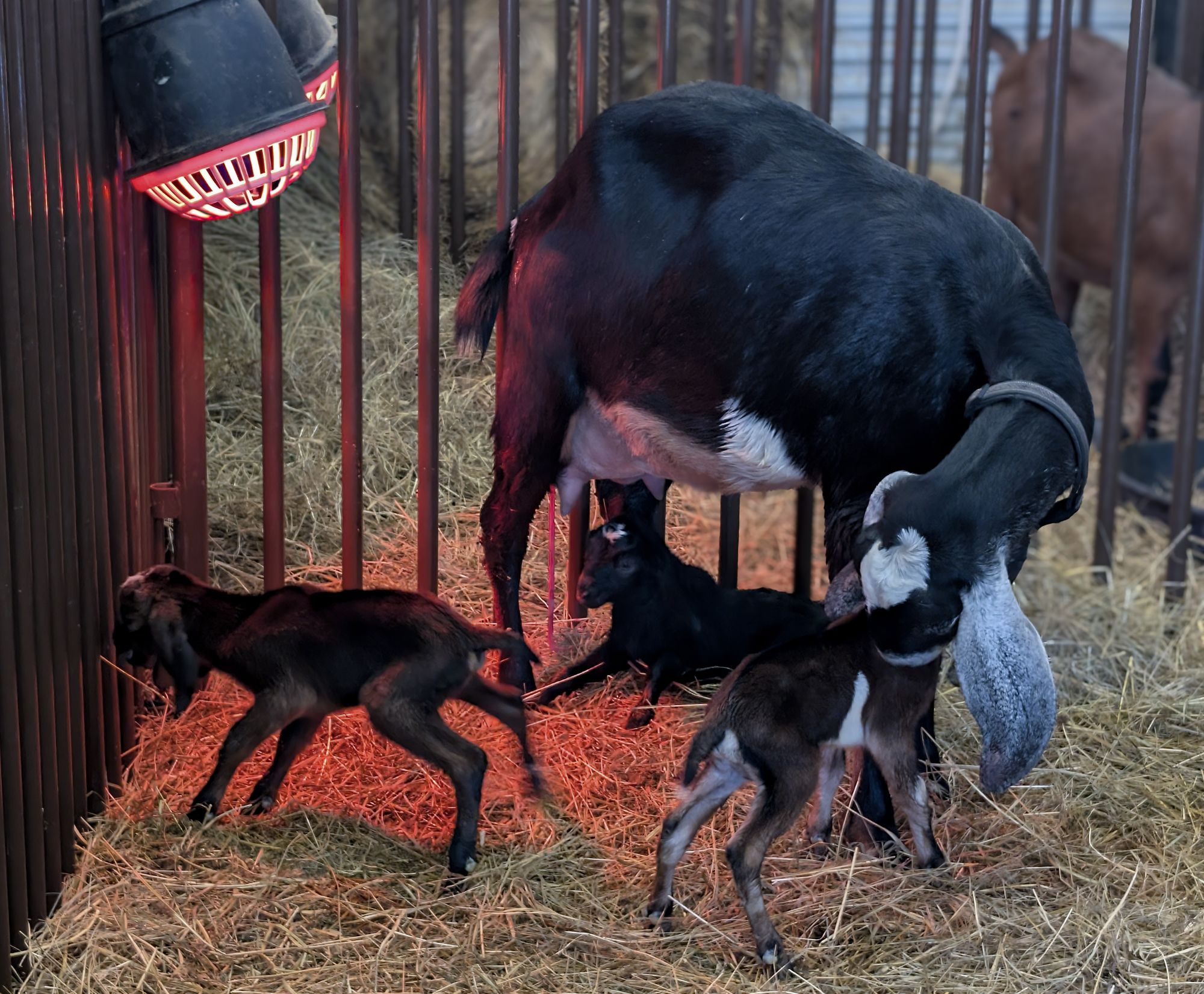 A doe with three newborn kids under a heat lamp in the kidding barn at Whey Cool Ranch
