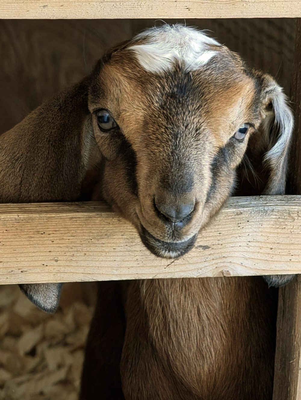 A Nubian kid with a white blaze resting its chin on a fence board