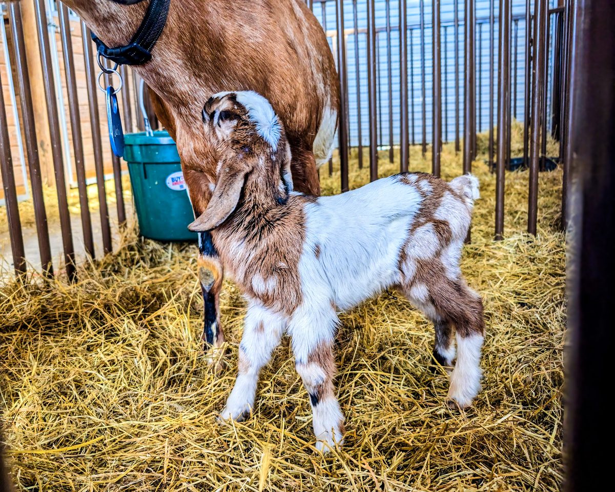A doe and her spotted kid in a straw-bedded kidding pen