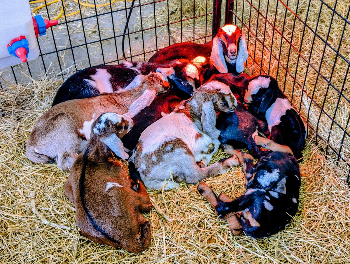 A pile of kids sleeping together under a heat lamp