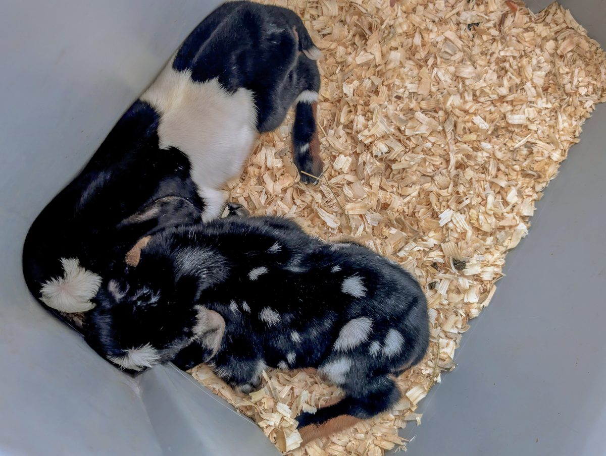 Two black-and-white spotted newborn kids curled up in a tub of shavings